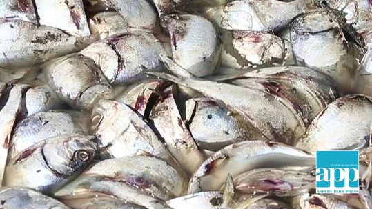 Cleanup of thousands of dead fish in Keansburg almost  complete