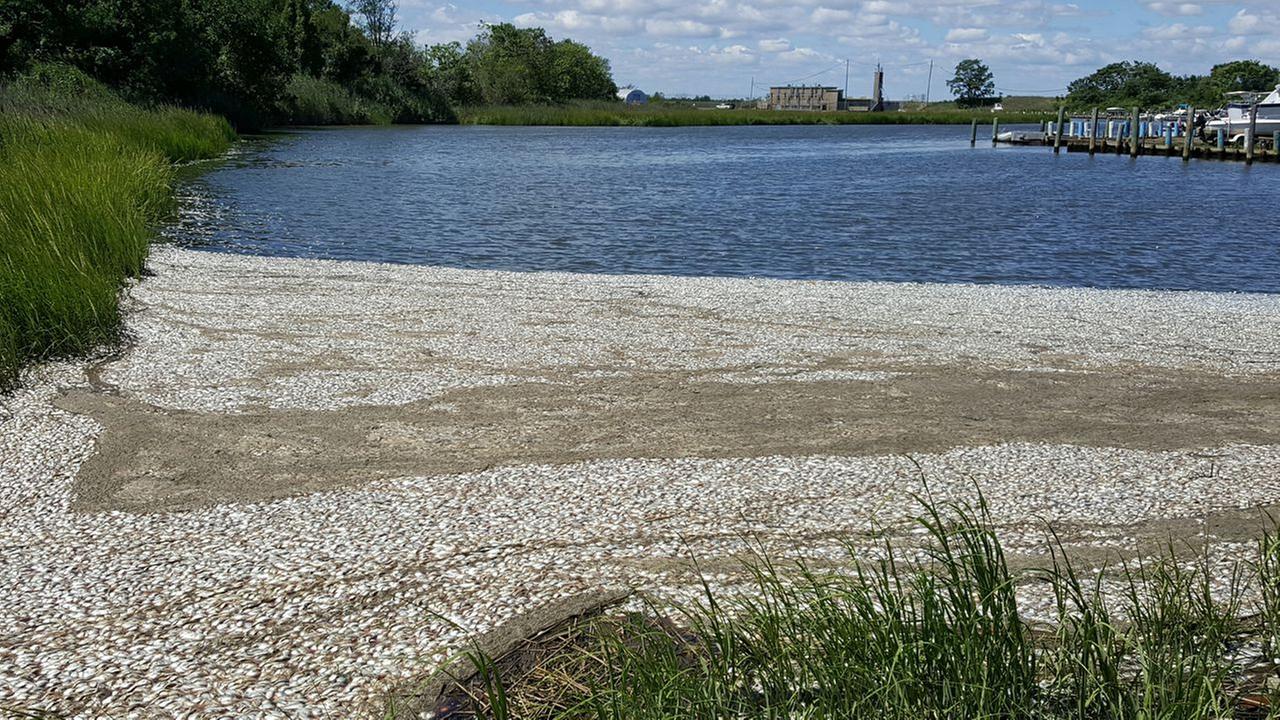 Cleanup of thousands of dead fish in Keansburg almost  complete