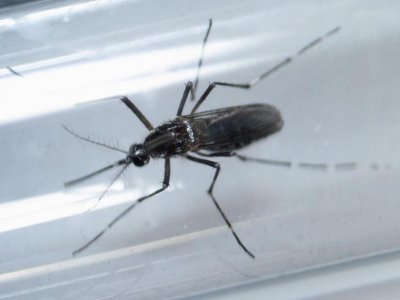 FDA urges screening blood donations for Zika