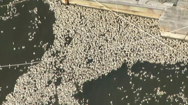 Cleanup of thousands of dead fish in Keansburg almost  complete