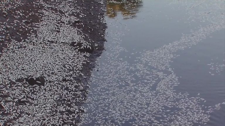 Cleanup of thousands of dead fish in Keansburg almost  complete