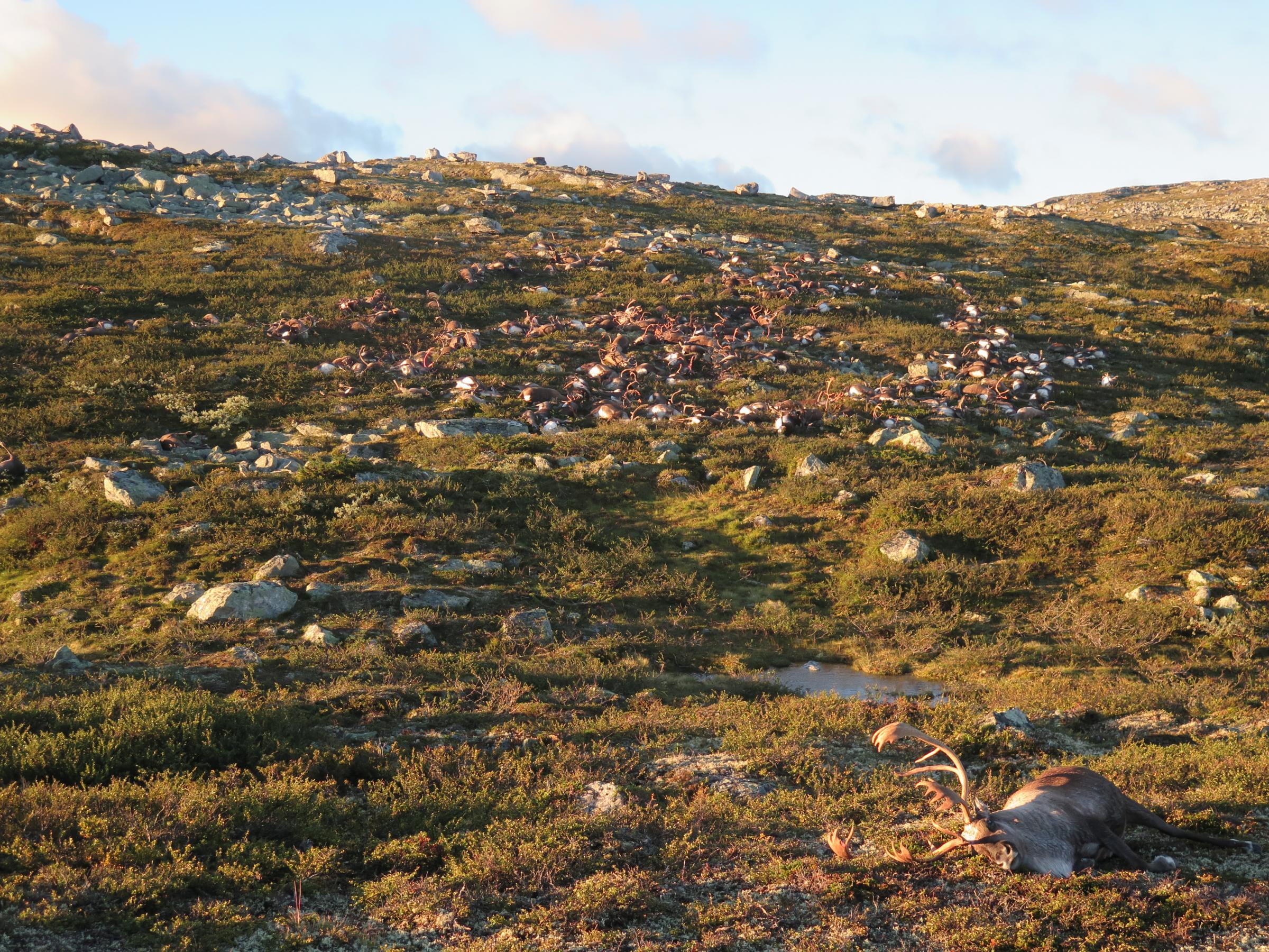 Lightning struck more than 300 wild reindeer in Norway