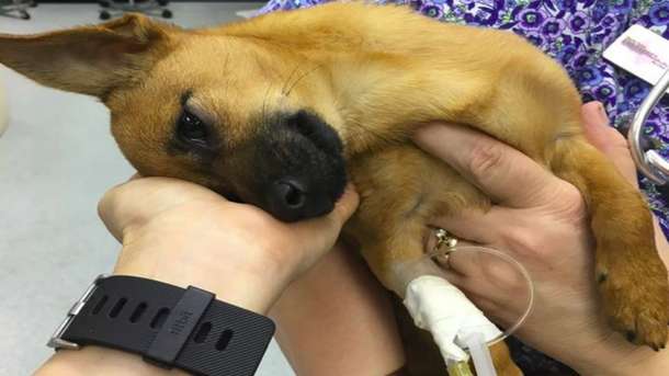 Carrollton Police Save Overdosed Dog After Eating Heroin Stash, Arrest Owners