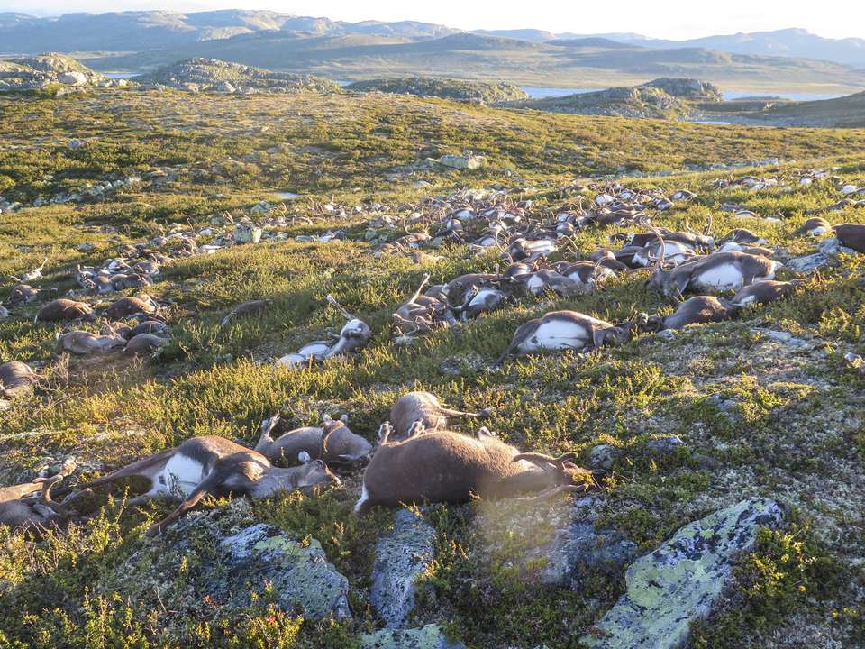 Lightning struck more than 300 wild reindeer in Norway