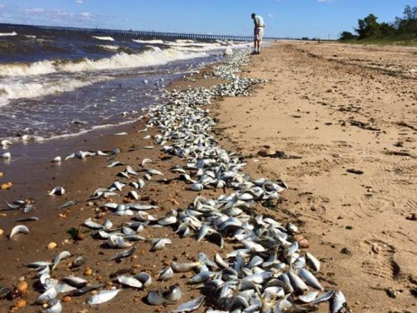 Cleanup of thousands of dead fish in Keansburg almost  complete